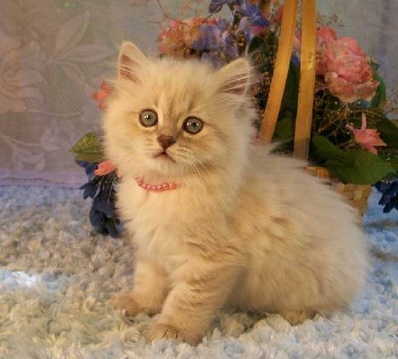 Cheerio - Minuet