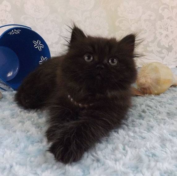 Cocoa - Minuet
