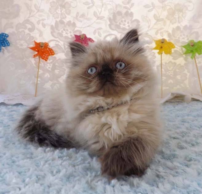 Cocoa - Minuet