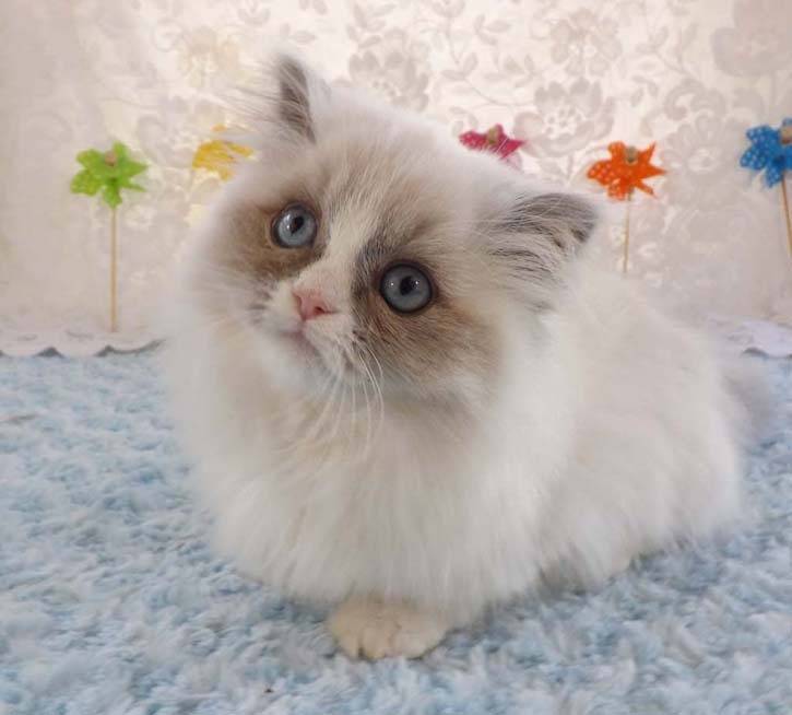 Coco - Minuet