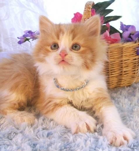 Elliot - Minuet