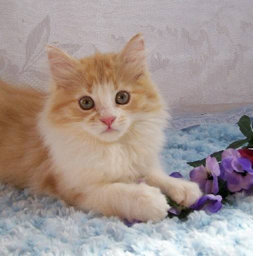 Finnegan - Minuet