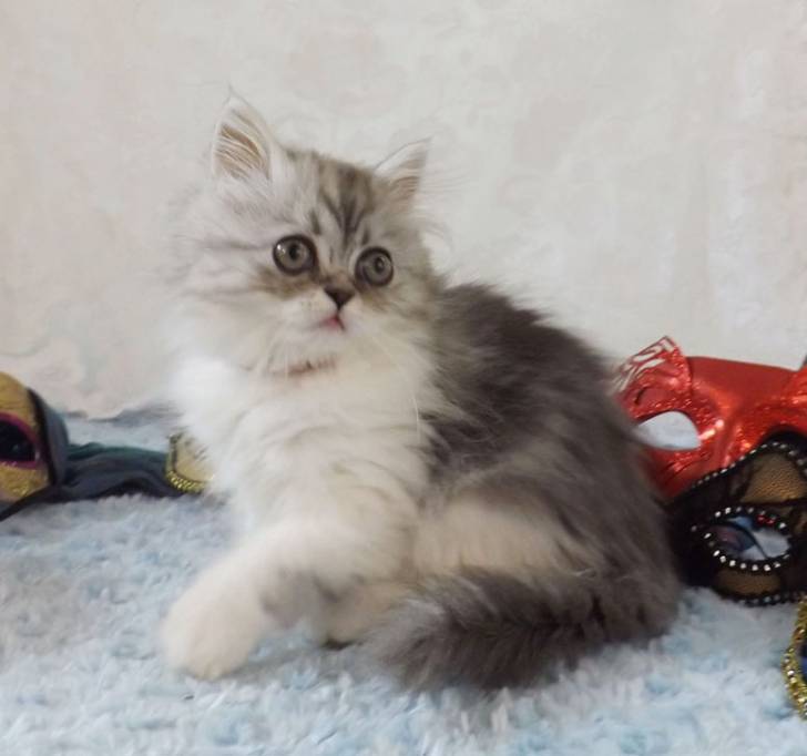 Finn - Minuet