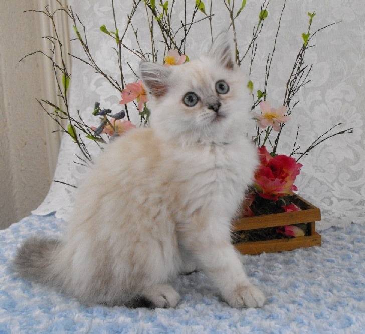 Fraiser - Minuet