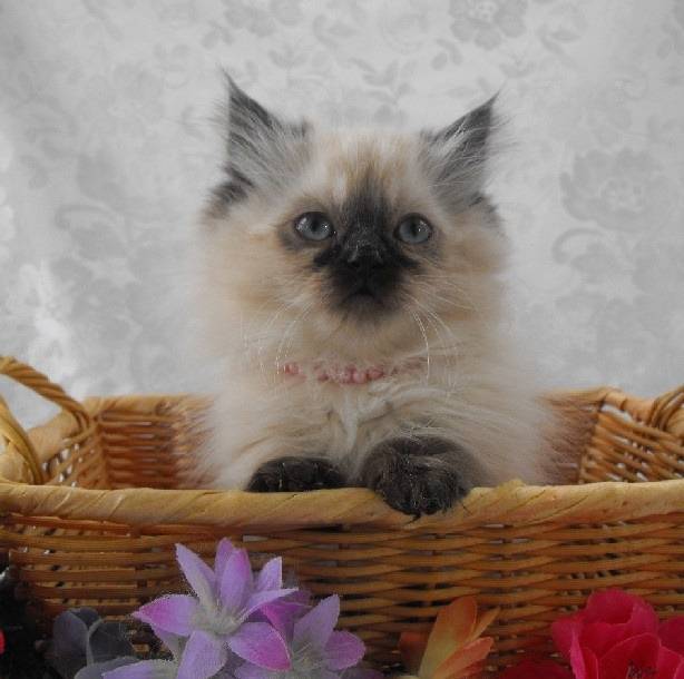 Grace - Minuet