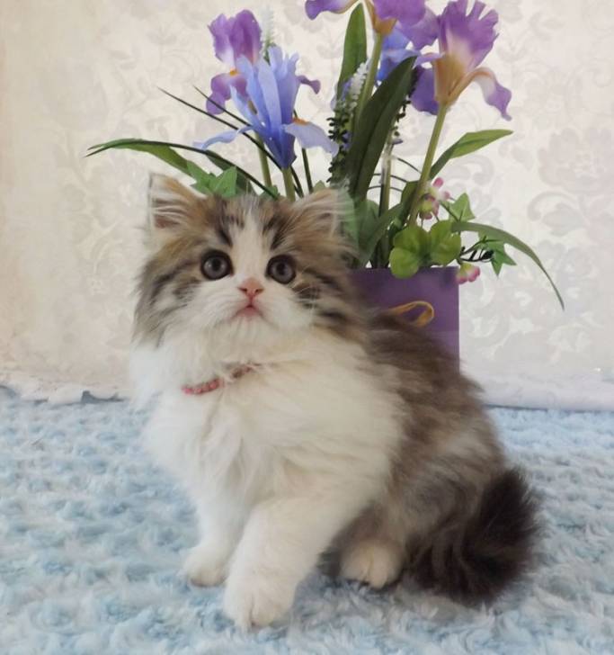 Gracie - Minuet