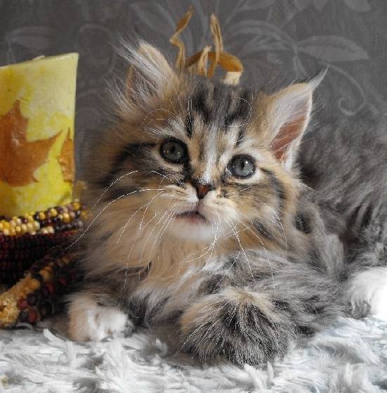 Henry - Minuet