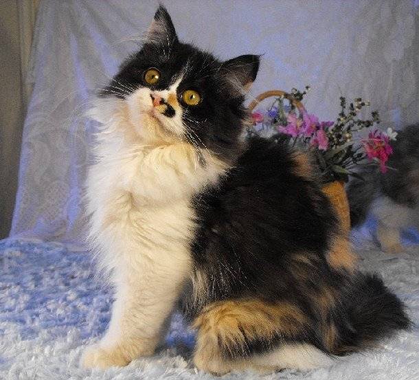 Isabella - Minuet