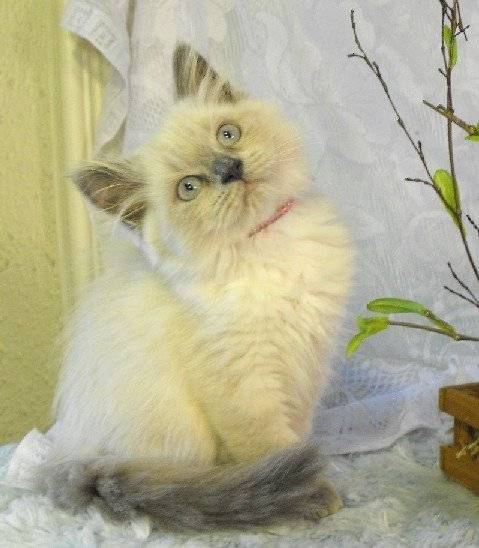 Izzy - Minuet