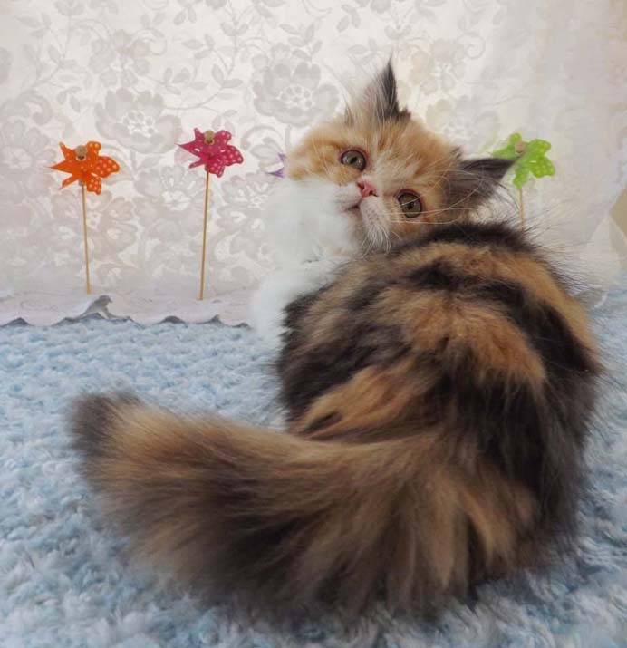 Josie - Minuet