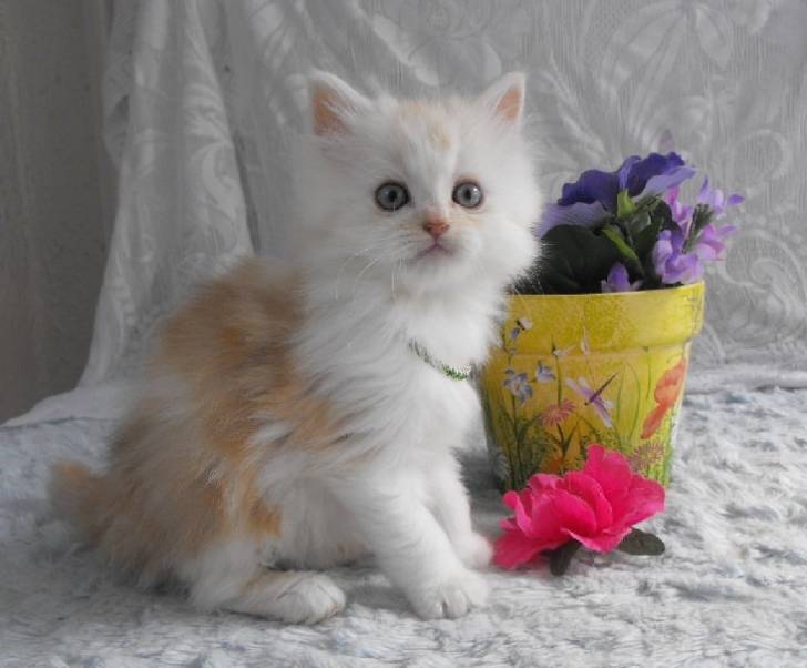 Jacques - Minuet