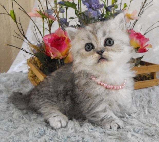 Kiki - Minuet