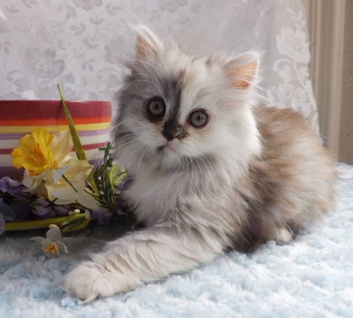 Kisa - Minuet