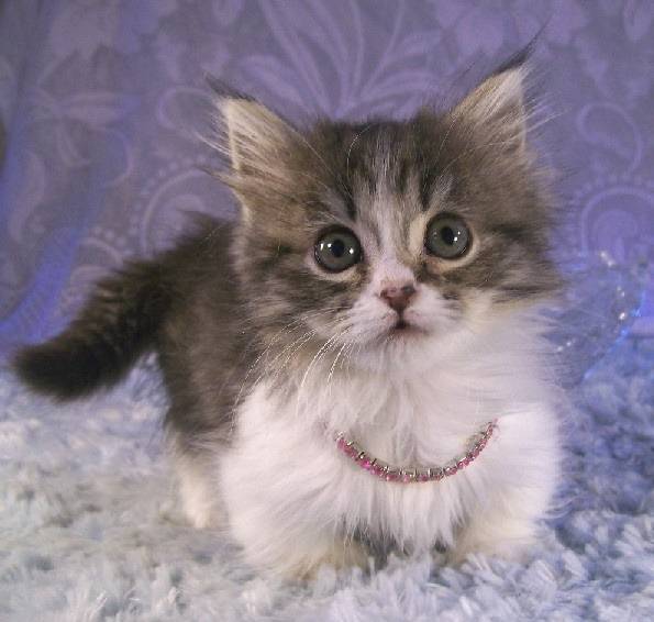 Kiwi - Minuet