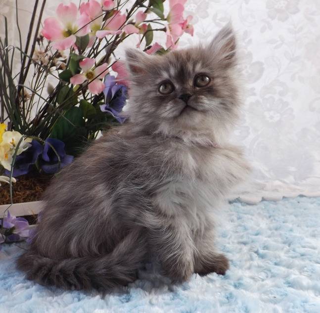 Kona - Minuet