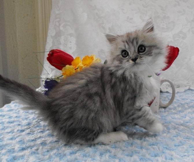 Leo - Minuet