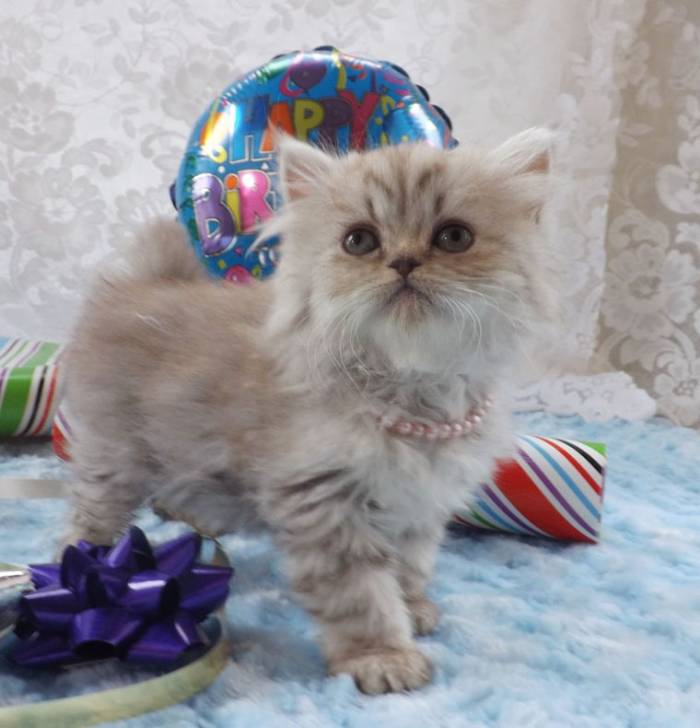 Lexi - Minuet
