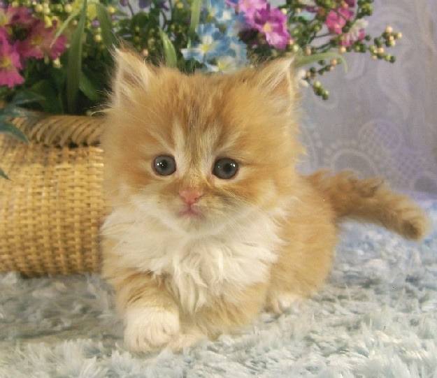 Linus - Minuet