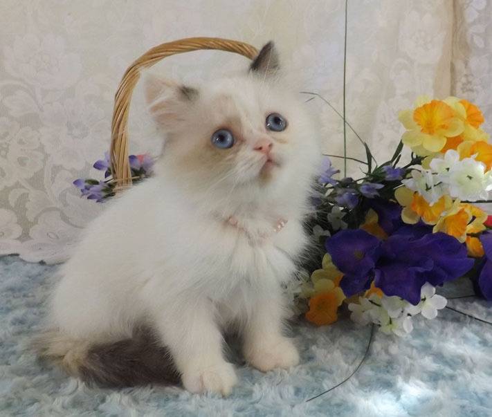 Meredith - Minuet