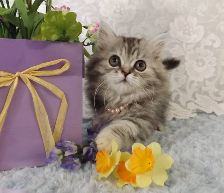 Mila - Minuet