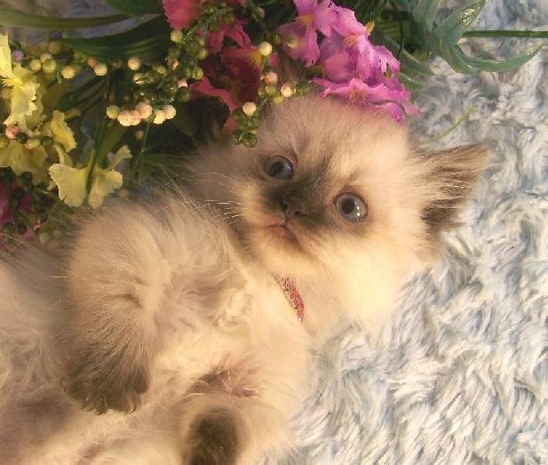 Missy - Minuet