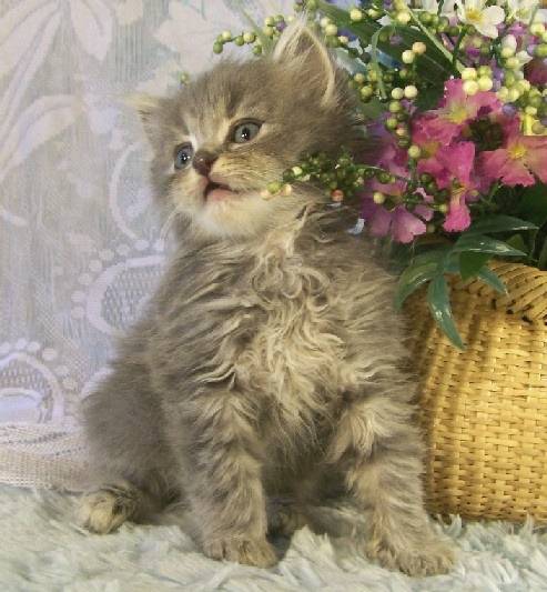 Mila - Minuet