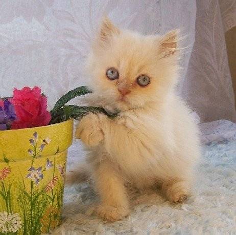 Milo - Minuet