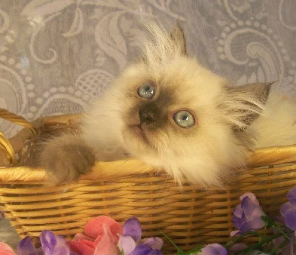 Muffin - Minuet