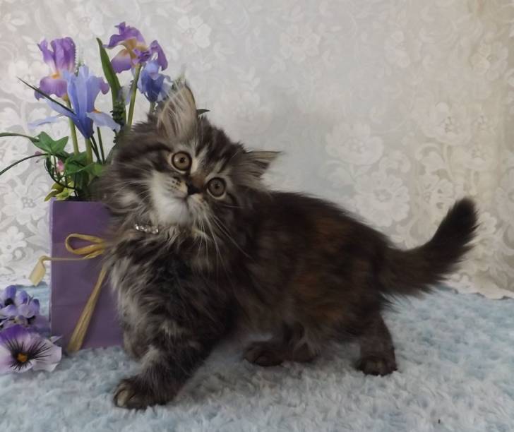 Morticia - Minuet
