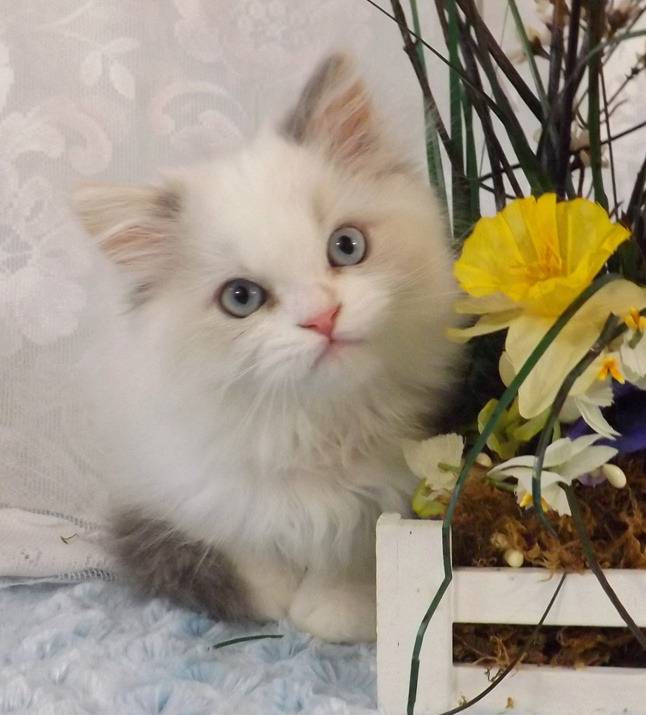 Musette - Minuet