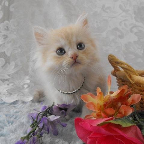 Nicholas - Minuet