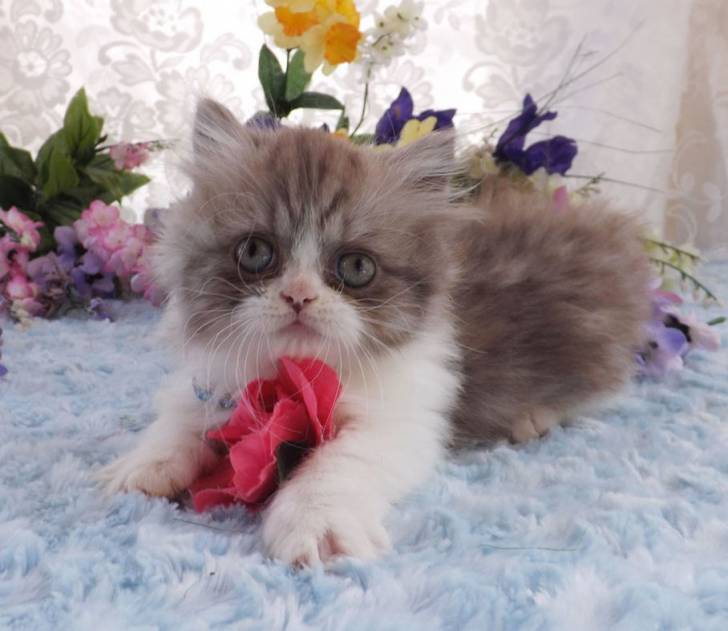 Oscar - Minuet