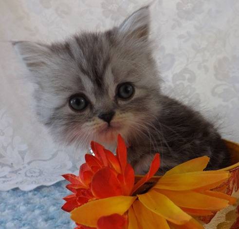 Paisley - Minuet