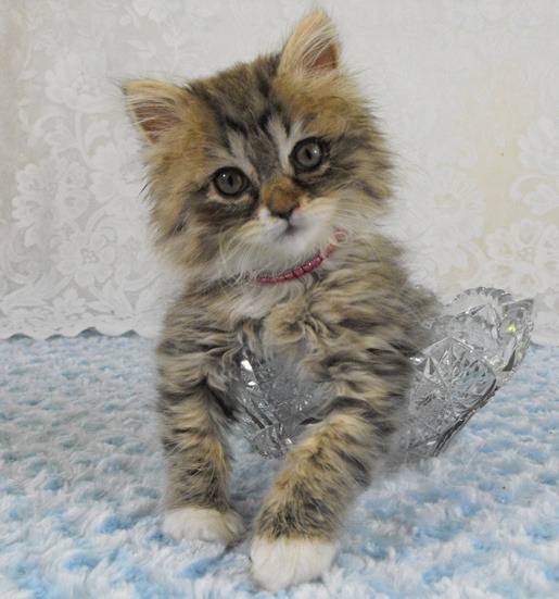 Peanut - Minuet