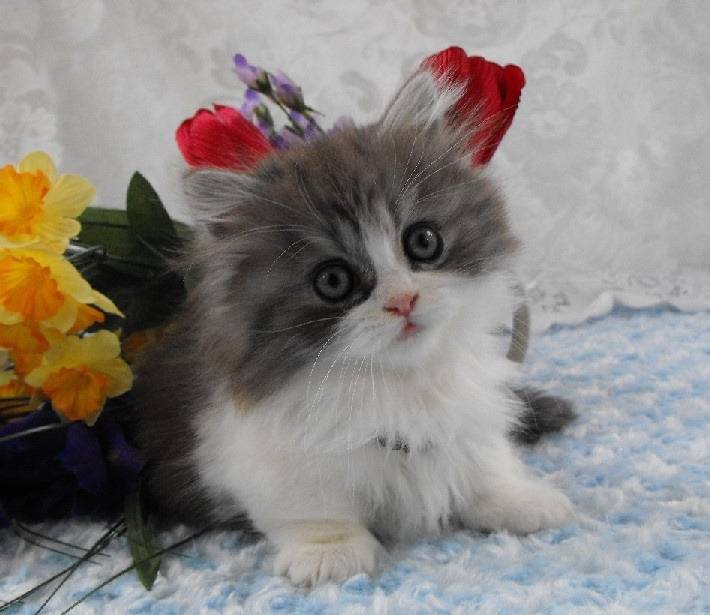 Phoebe - Minuet