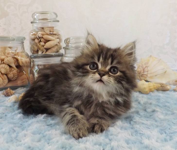 Pixie - Minuet