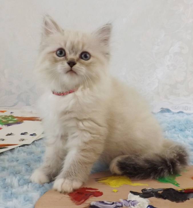 Rosie - Minuet