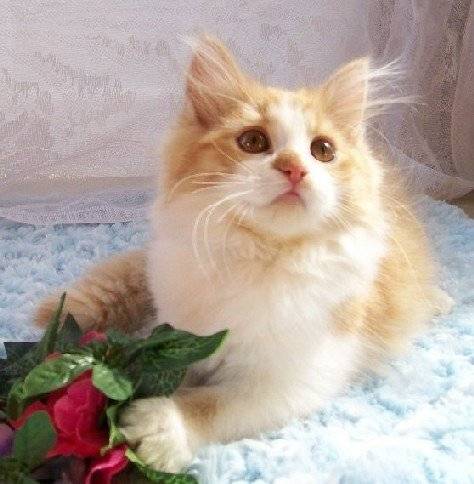 Rudy - Minuet