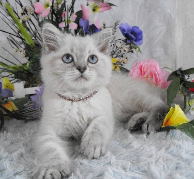 Sadie - Minuet