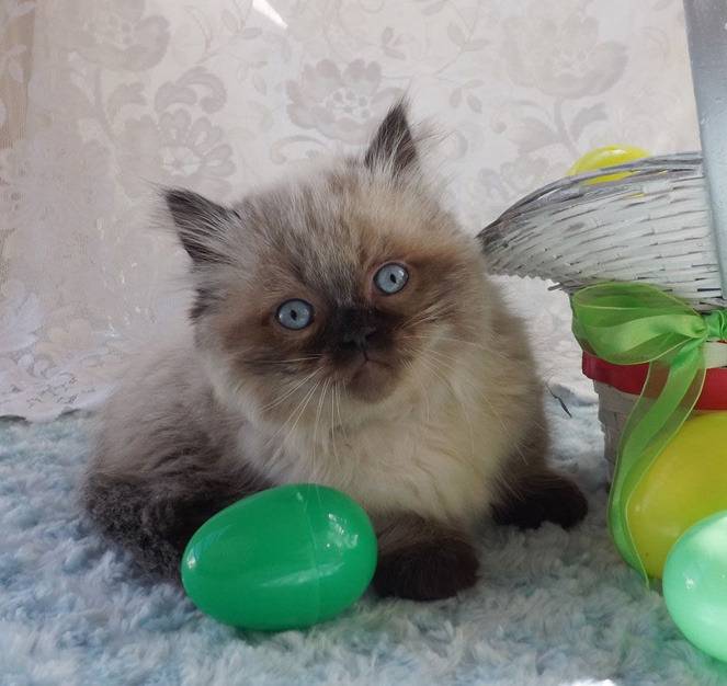 Sheldon - Minuet