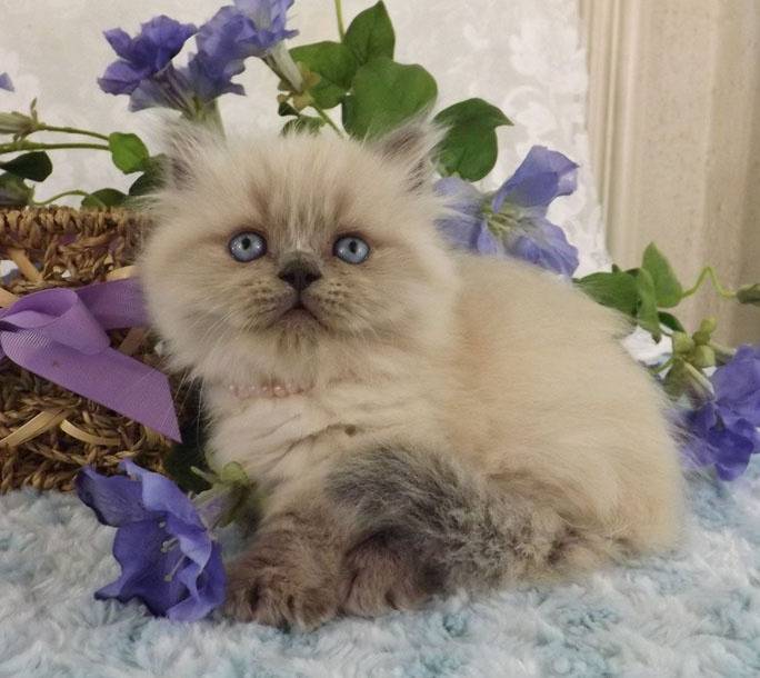Sophie - Minuet
