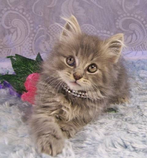 Sebastian - Minuet