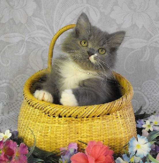 Smokey - Minuet