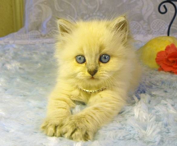 Sophie - Minuet