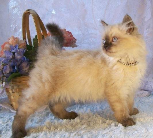 Starbuck - Minuet