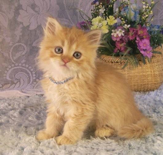 Stewart - Minuet