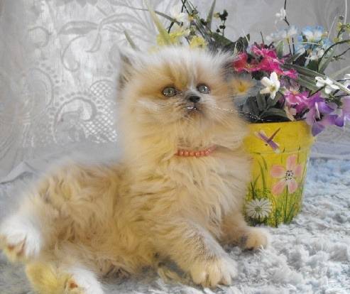 Svetlana - Minuet