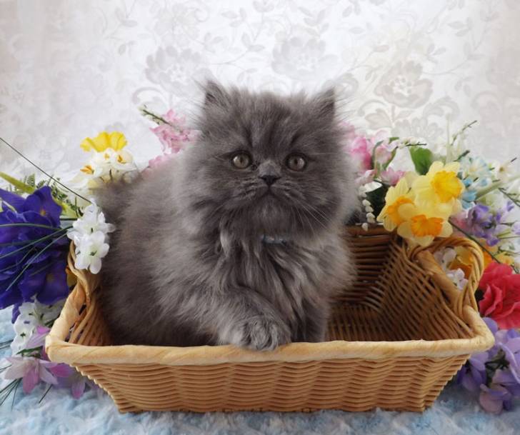 Teddy - Minuet