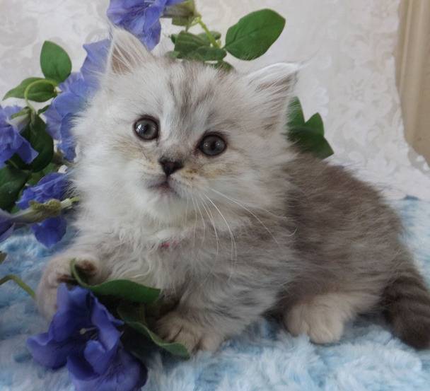 Tillie - Minuet