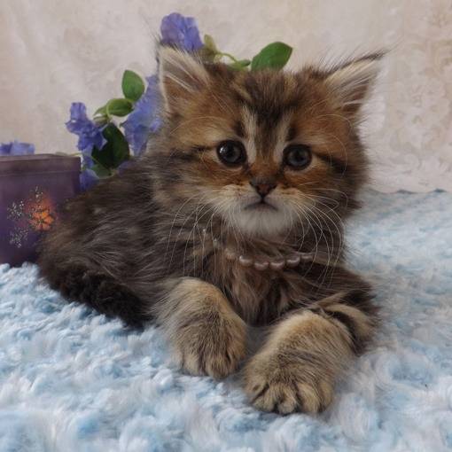Tinker - Minuet